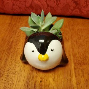 Penguin Planter with Echeveria Succulent